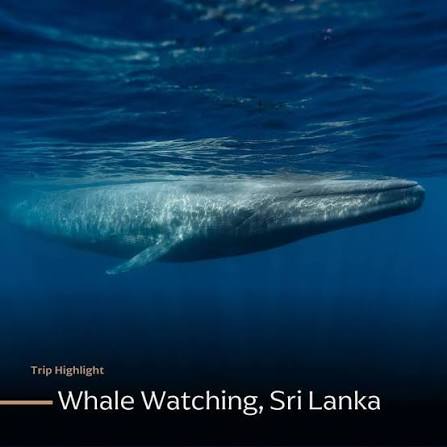 Blue whales and marine species