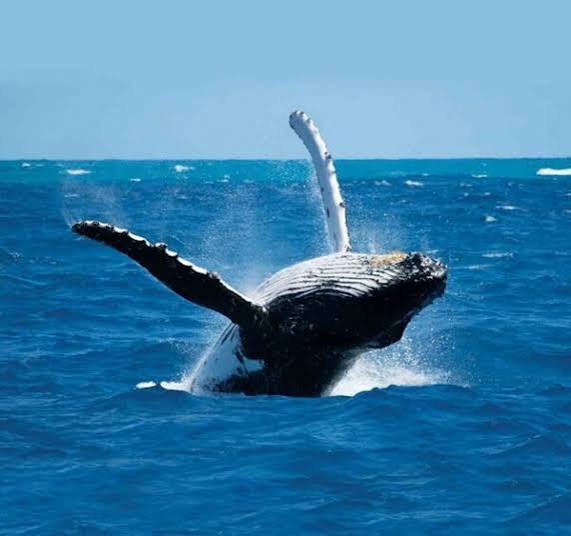 Whale watching tour