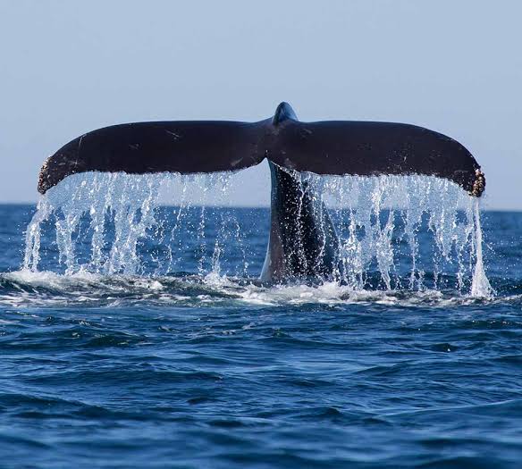 Whale tail