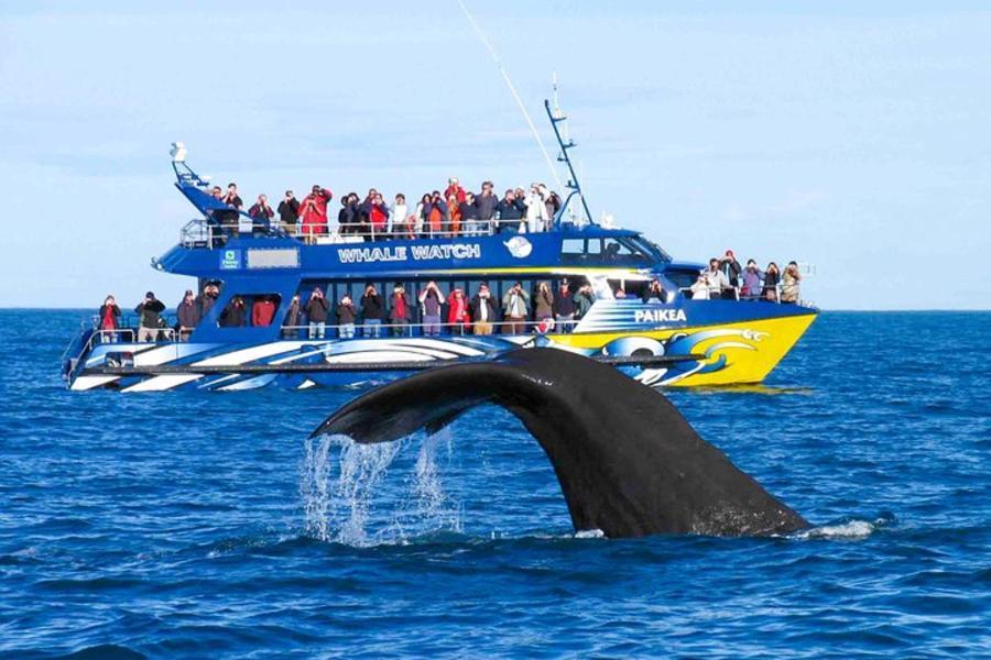 Small group whale watching