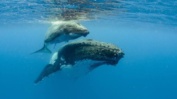 Whales underwater
